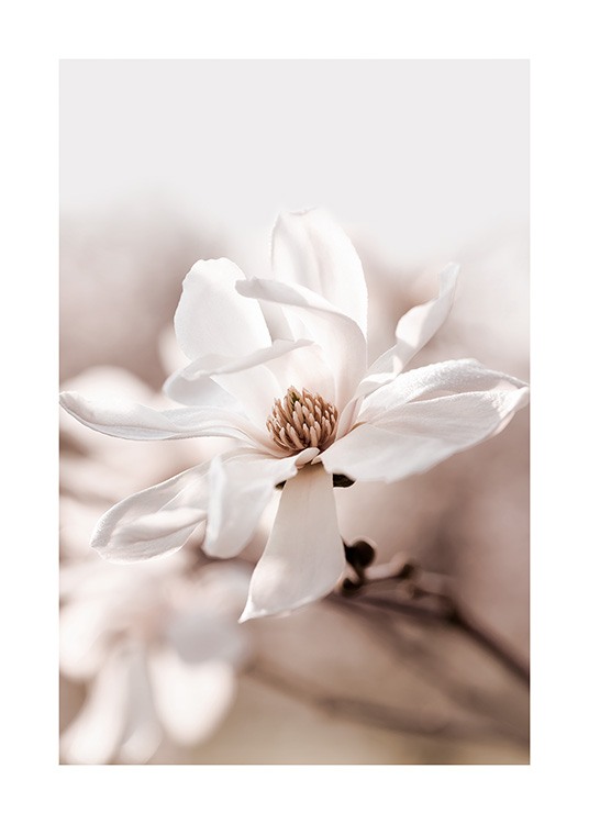 Star Magnolia Blossom Plagát