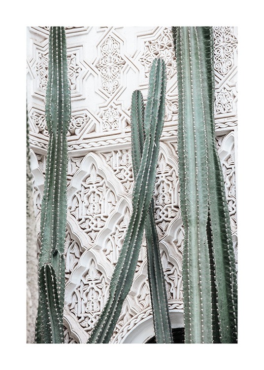 Cactus Dream Plagát