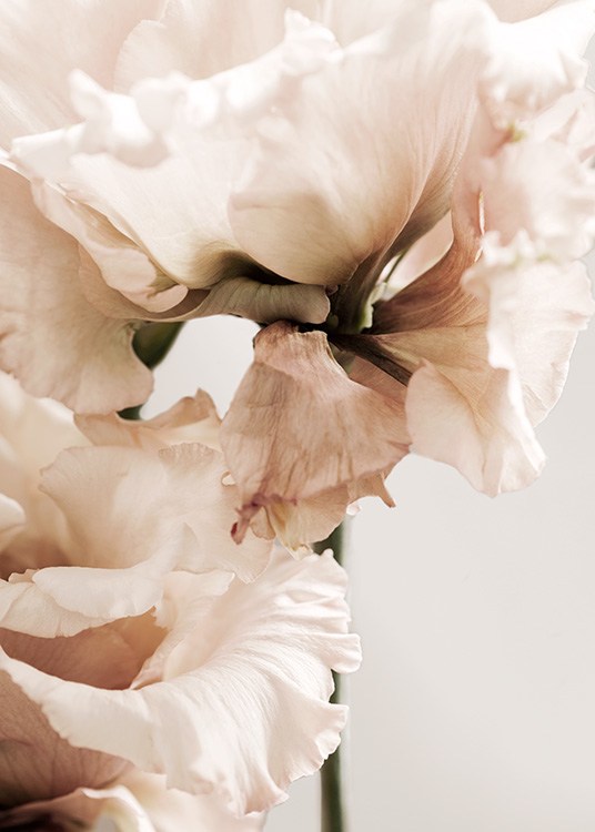 Gentiana Close-up Plagát