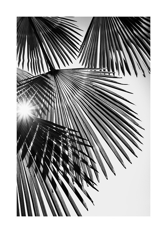 Sunlight Through Palm Leaves Plagát