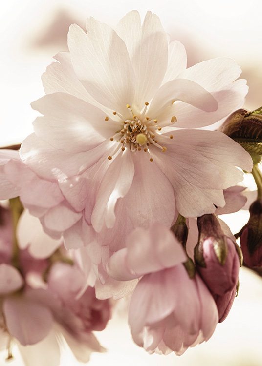  – Detailný záber na ružové čerešňové kvety