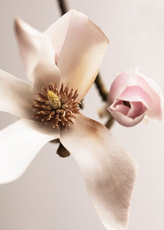Magnolia Close Up No1 Plagát