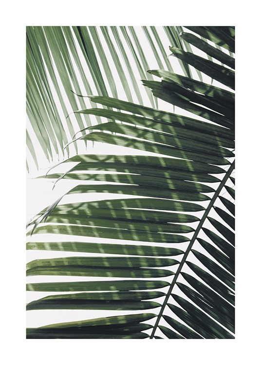  – Fotografia zeleného palmového listu s ďalším listom v pozadí