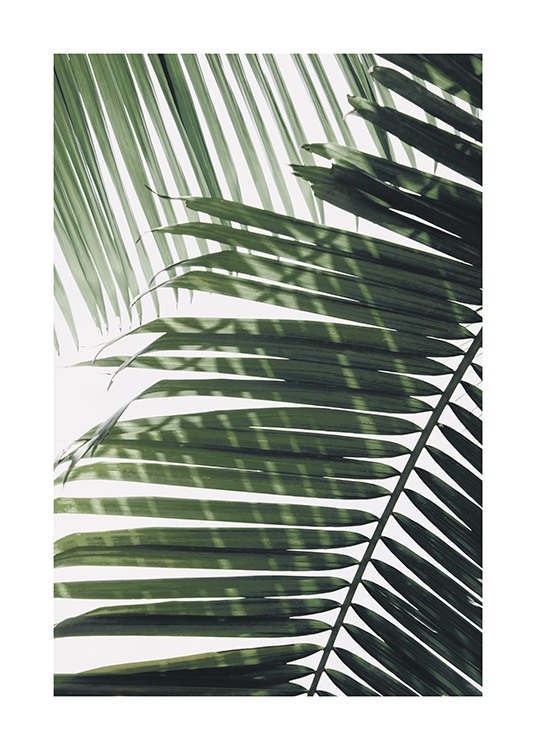 Sunray Palm Plagát