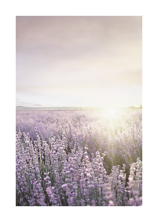 Lavender Field Plagát