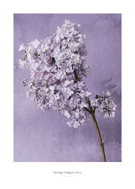  – Fotografia fialového orgovánového kvetu na vetvičke na fialovom škvrnitom pozadí