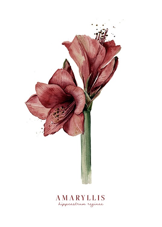 Watercolor Amaryllis Plagát