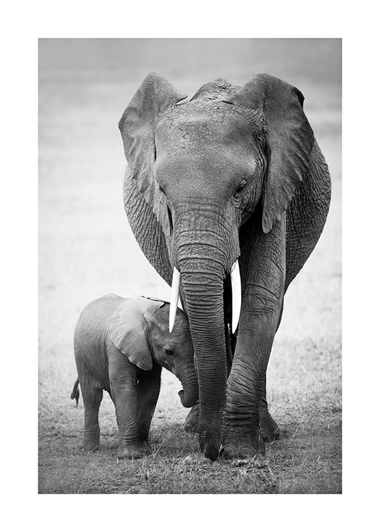 Elephant Love Plagát