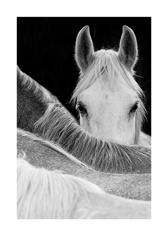 Gaze Of A Horse Plagát