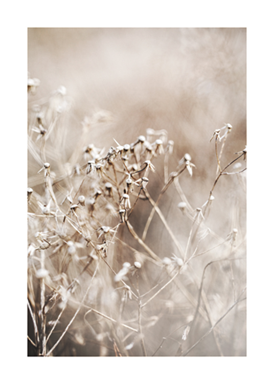  – Detailný záber na sušené béžové kvety s rozmazaným pozadím