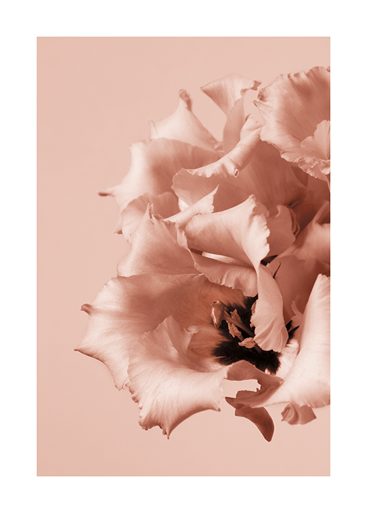  – Fotografia ružových kvetov s tmavým stredom a zvlnenými lístkami na ružovom pozadí