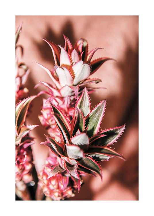  – Fotografia kvetov ananásu s bledoružovým pozadím
