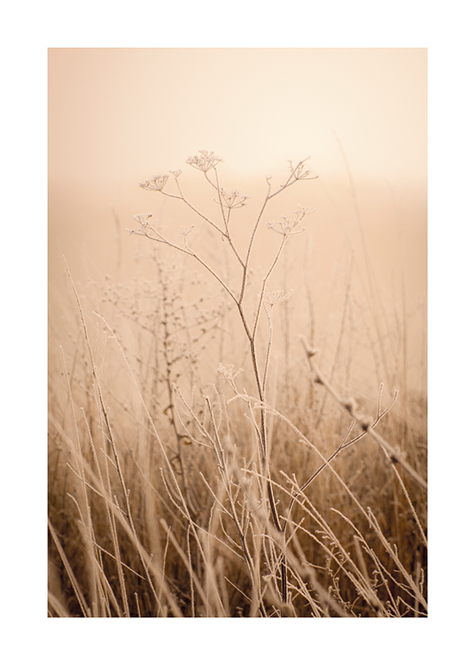  – Fotografia zahmleného trávnatého poľa so suchými kvetmi