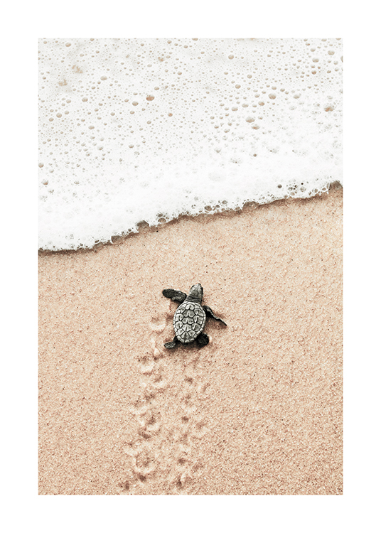  – Fotografia malej korytnačky presúvajúcej sa po pláži do mora