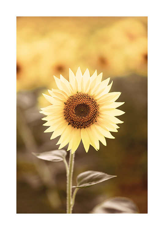  – Fotografia slnečnice s rozmazaným slnečnicovým poľom v pozadí