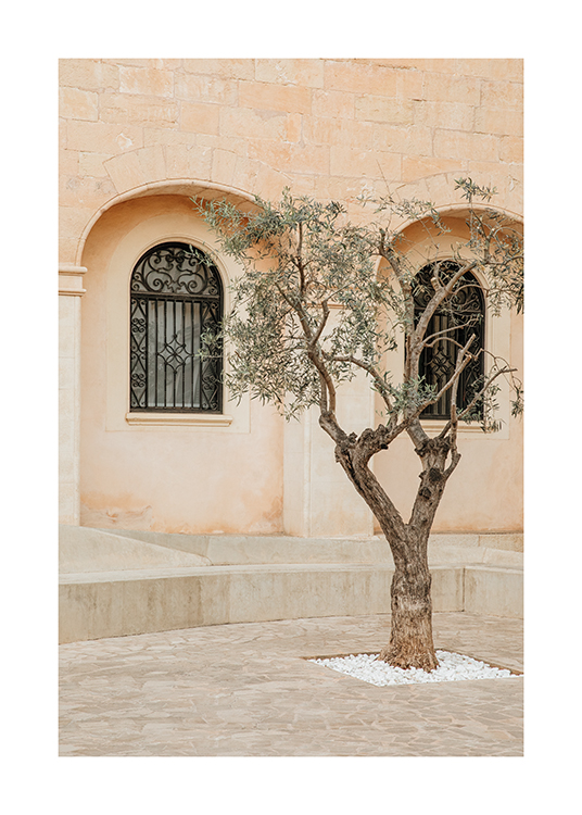  – Obraz olivovníka na ulici na Malorke