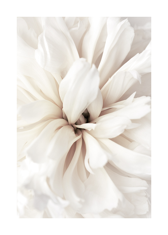  – Detailný záber na kvet s bielymi okvetnými lístkami