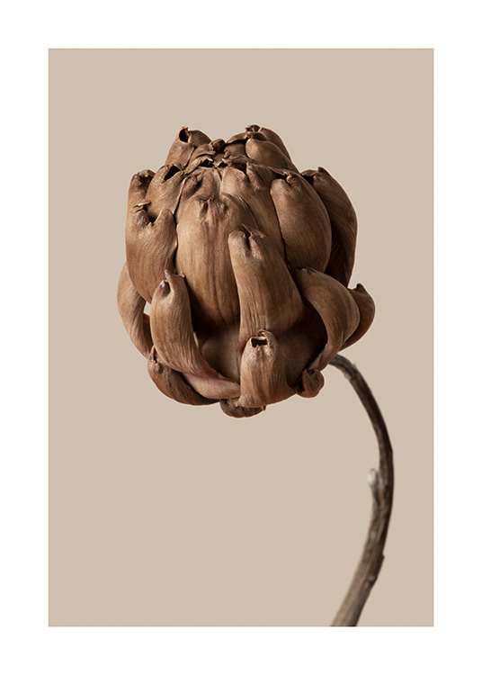 – Fotografia hnedého kvetu s hnedo-béžovým pozadím