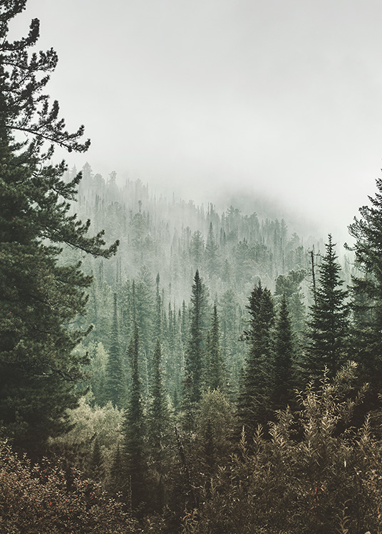 – Plagát hlbokého lesa s vrcholkami stromov zahalenými do hmly
