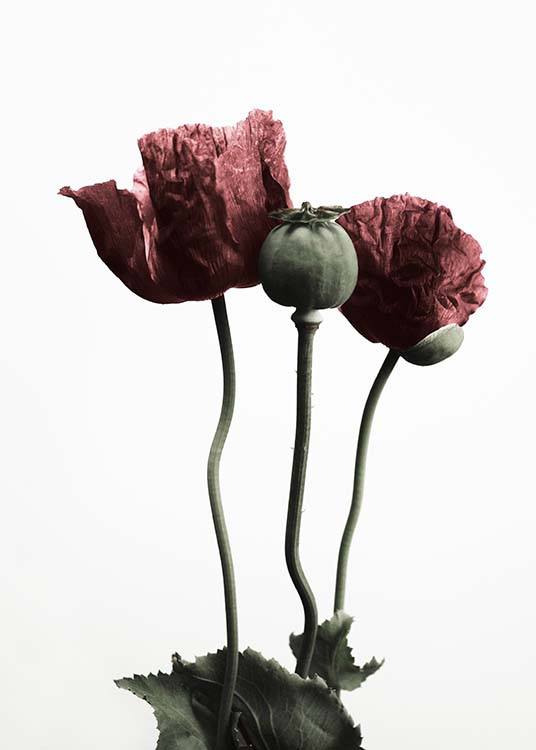 Red Poppy Flower Plagát / Rastlinné motívy v Desenio AB (2122)