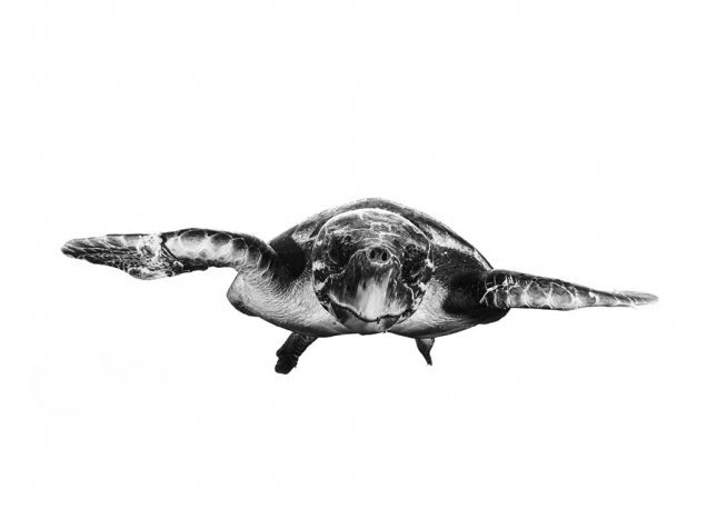 White And Turtle Plagát