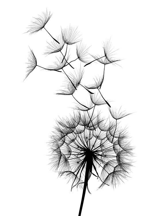  – Čiernobiely botanický plagát s púpavou s lietajúcimi semienkami