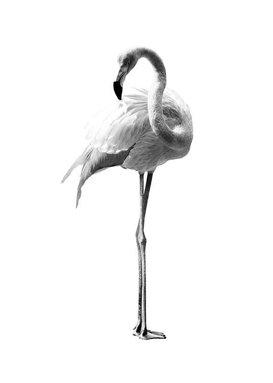 Flamingo Black And White Plagát
