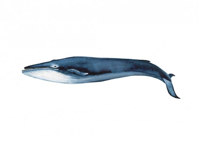 Blue Whale Plagát