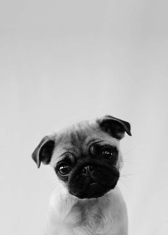 Pug Puppy Plagát