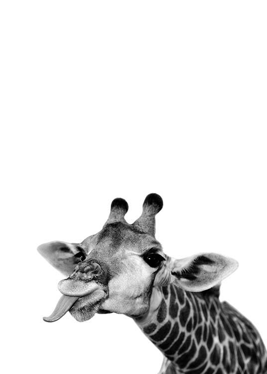 – Čiernobiela fotografia roztomilej žirafy s vyplazeným jazykom