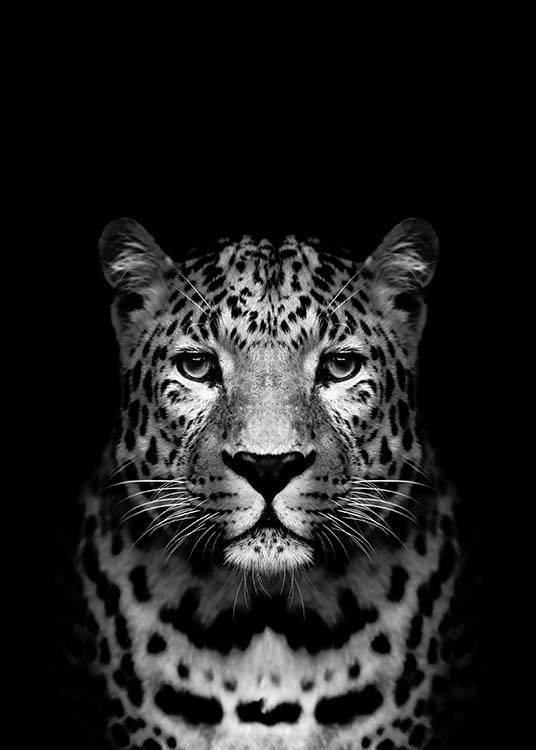 Leopard B&W Plagát / Čiernobiele plagáty v Desenio AB (2912)