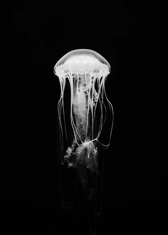 Jellyfish B&W Plagát