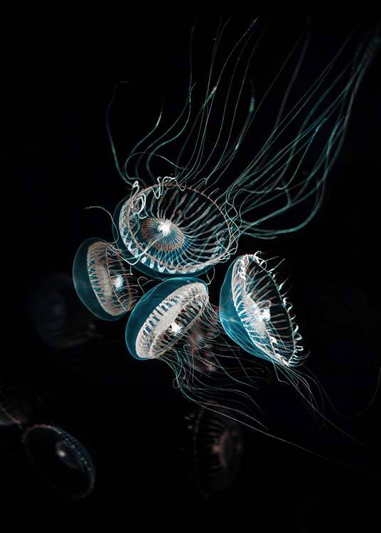 Crystal Jelly Plagát