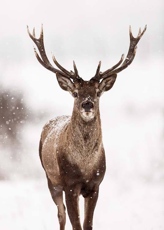  – Fotografia jeleňa v zasneženej zimnej krajine