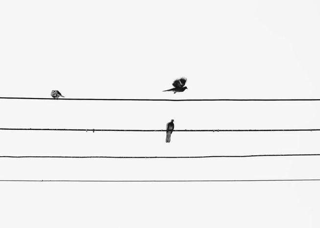 Birds On The Wire Plagát