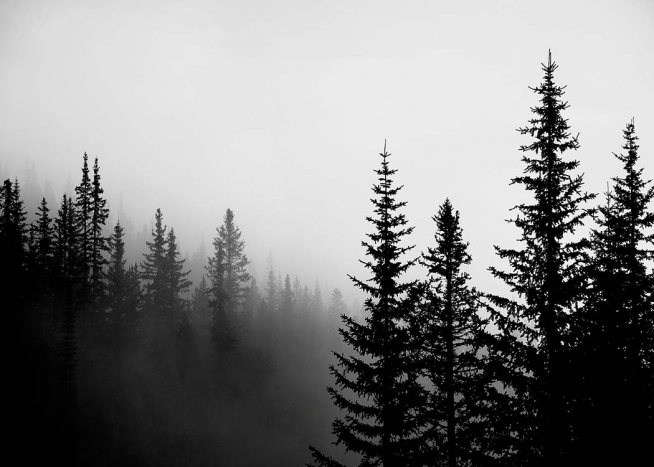 Foggy Tree Tops Plagát