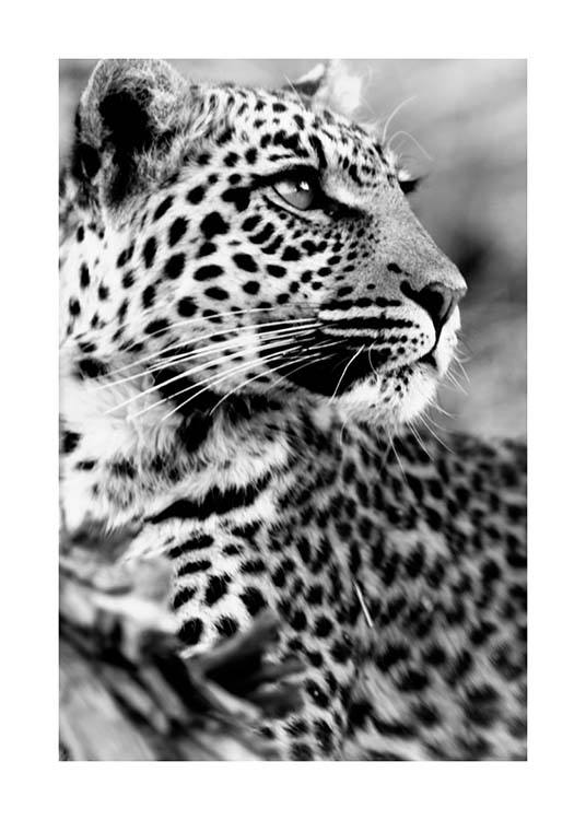 Leopard Plagát