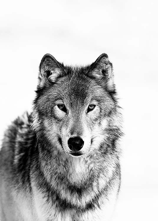 Wolf B&W Plagát