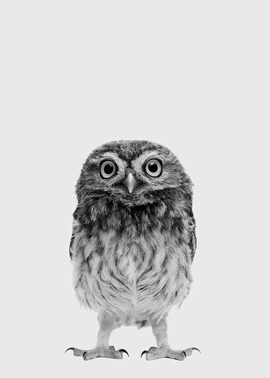 The Little Owl Plagát