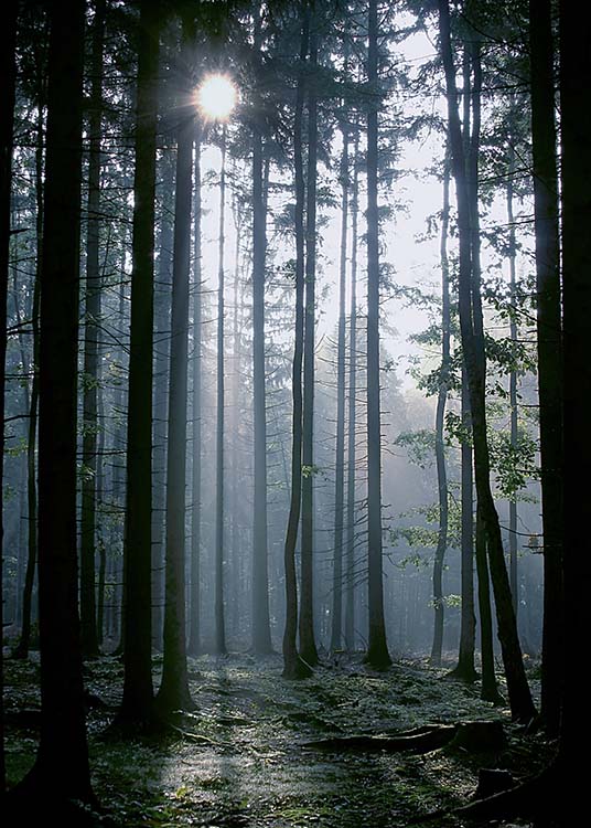 Forest Sunrise Plagát