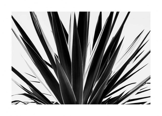 Agave B&W Plagát