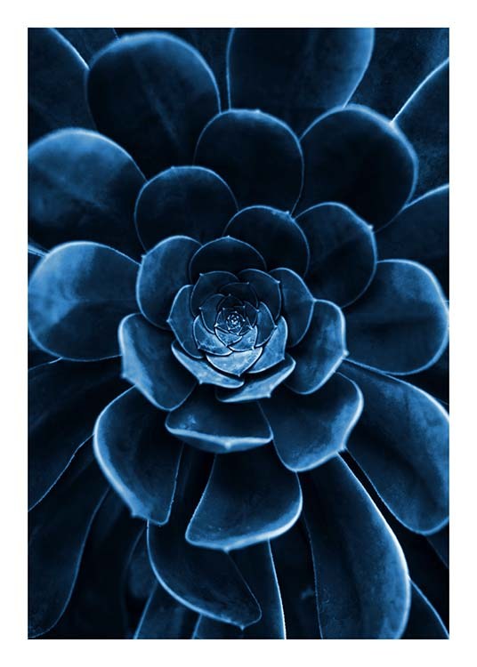  – Fotografia tmavomodrého kaktusu so zaostrením na lístky v strede