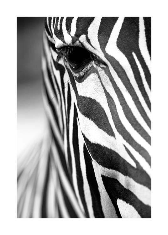 Zebra Close Up Plagát