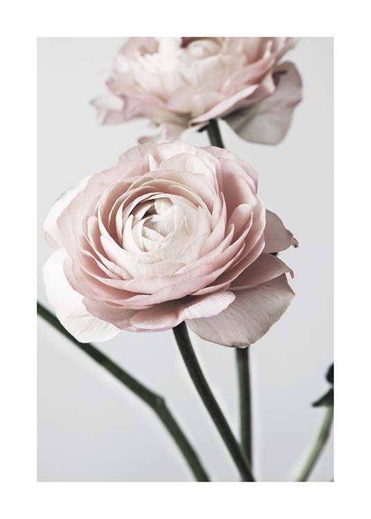 Pink Ranunculus One Plagát / Umelecké fotografie v Desenio AB (3923)