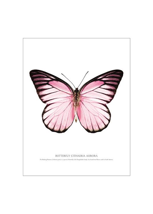 Butterfly Pink, White Background Plagát 