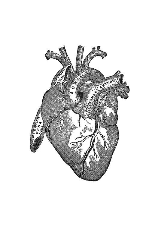 Heart Anatomy Plagát