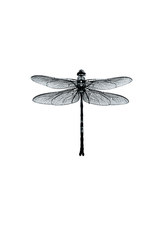 Dragonfly Black And White, Plagát