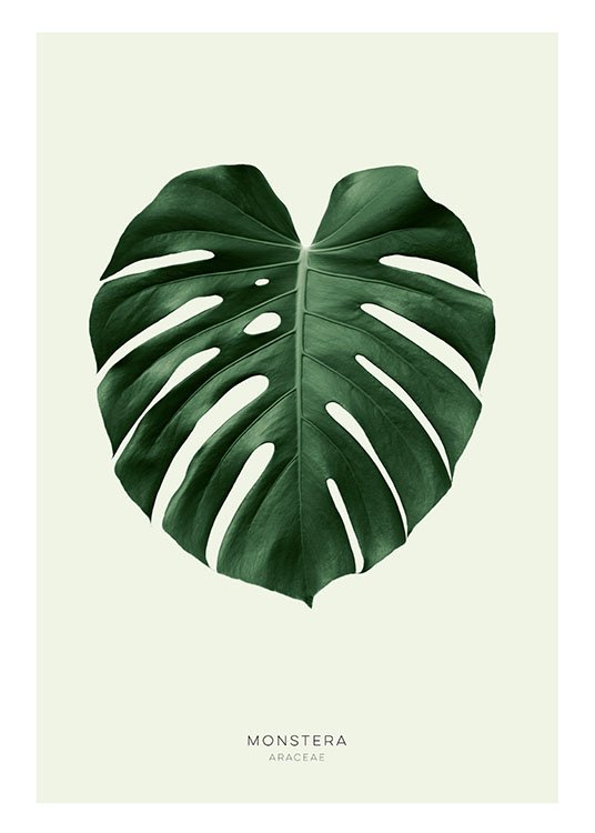 Green Monstera, Plagát