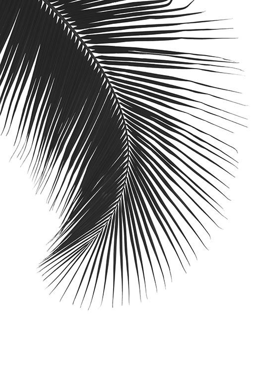 Black Palm Leaf, Plagát