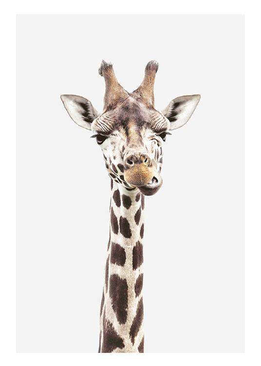 Baby Giraffe, Plagát